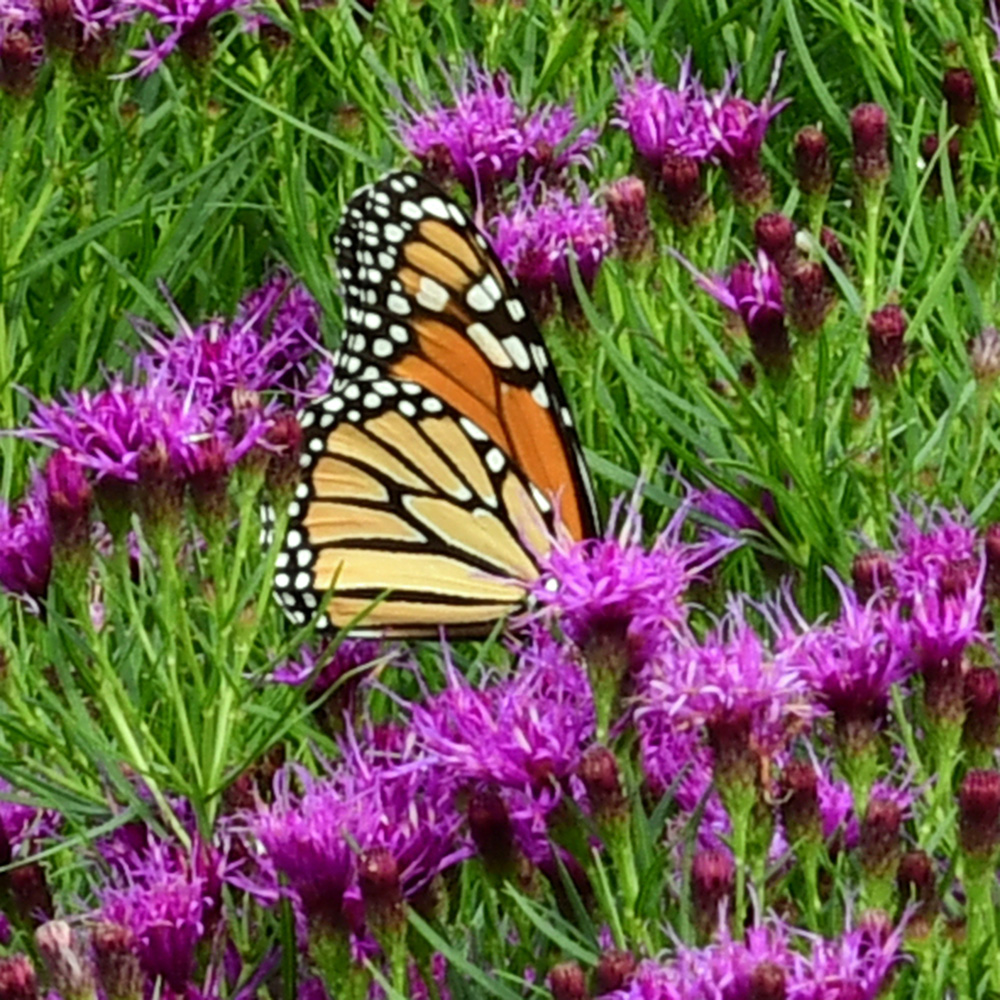butterfly on bright purple flowers