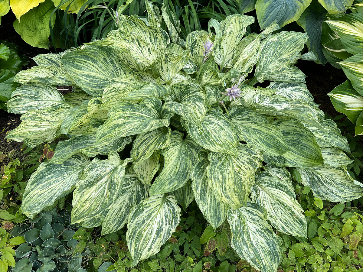 Emperors New Clothes’ hosta