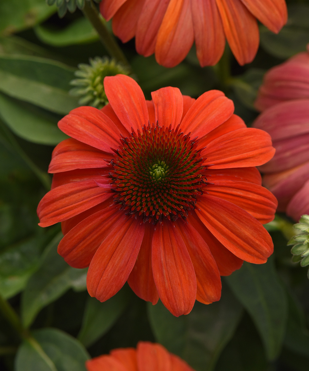 Sombrero Mandarin Mambo coneflower