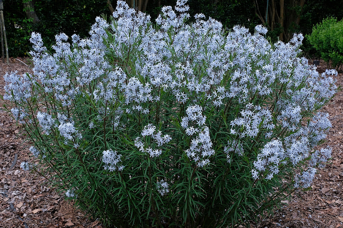 Wild Blue Yonder bluestar