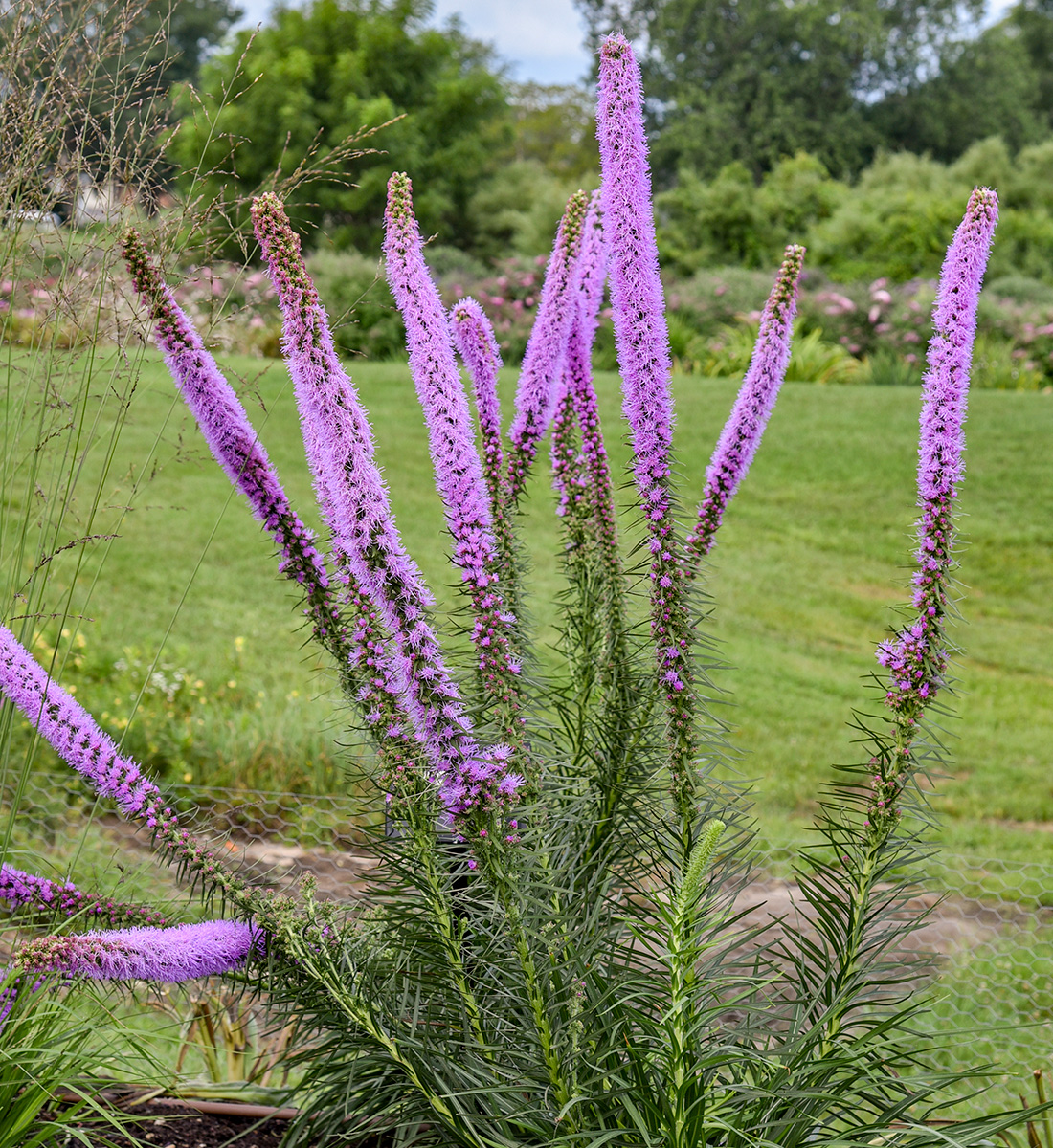 Lavender Glowsticks blazing star