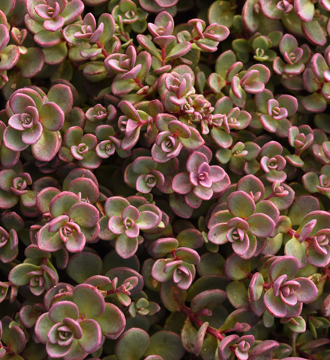 Shamrock stonecrop sedum