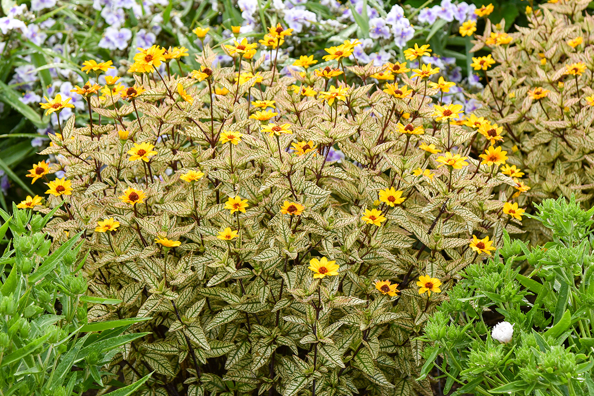 Touch of Blush false sunflower