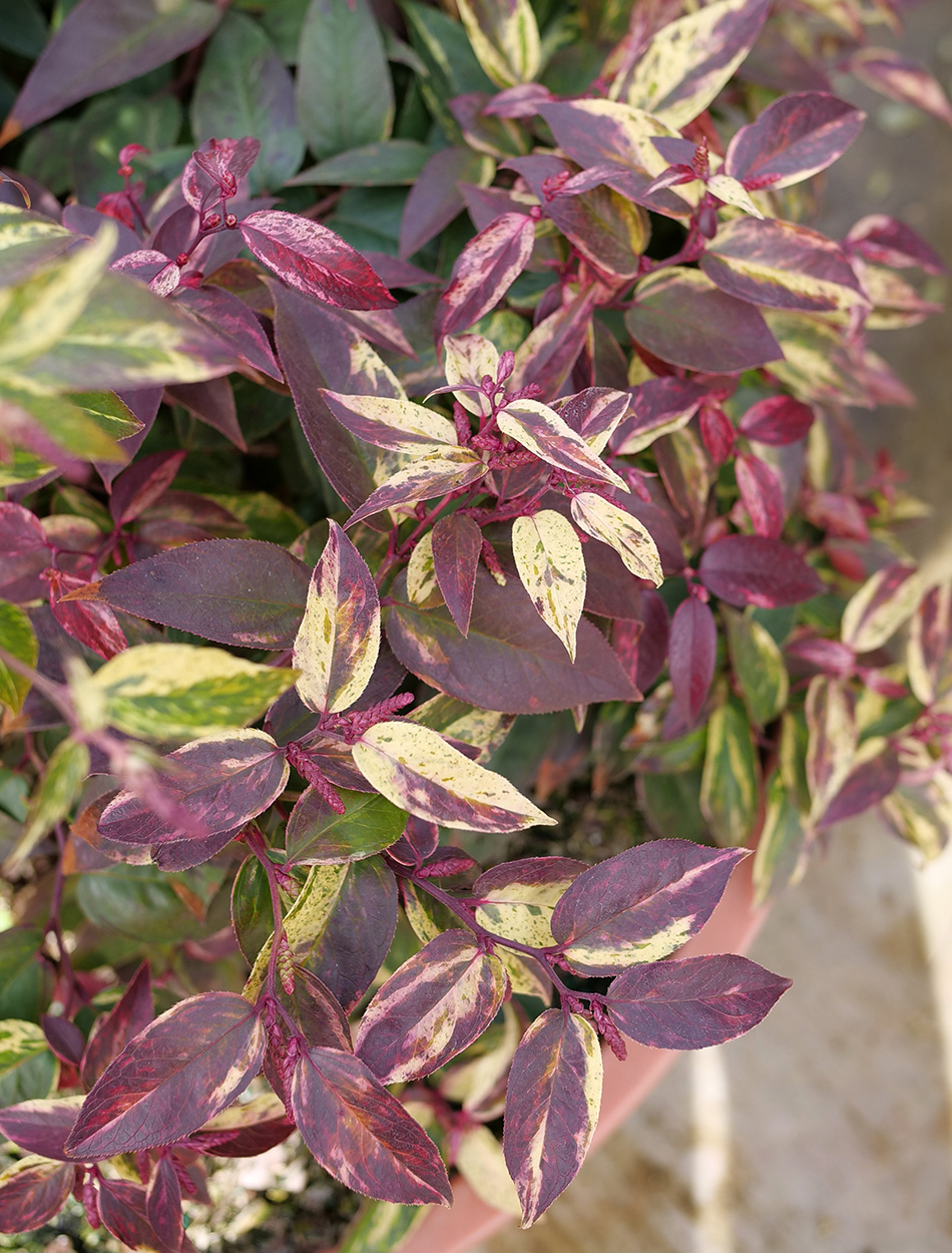 Paisley Pup leucothoe