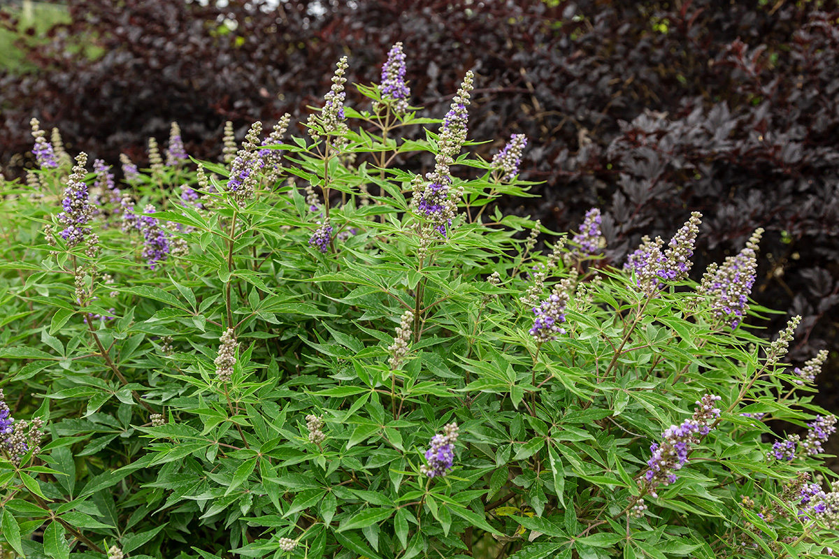 Violet Mist chastetree