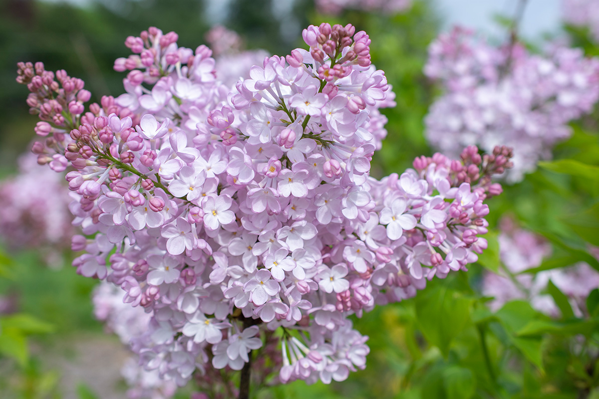 New Age Pink Flush lilac
