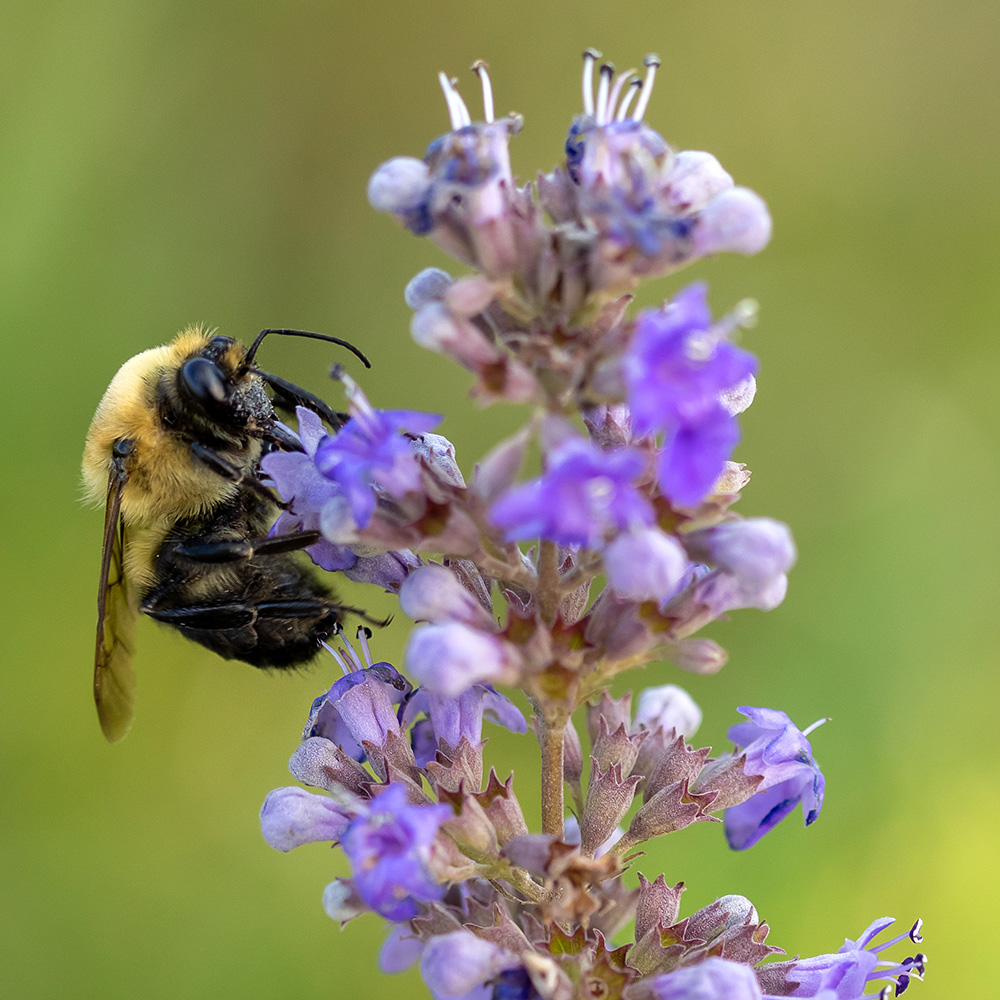 bee on spire of light purple flowers
