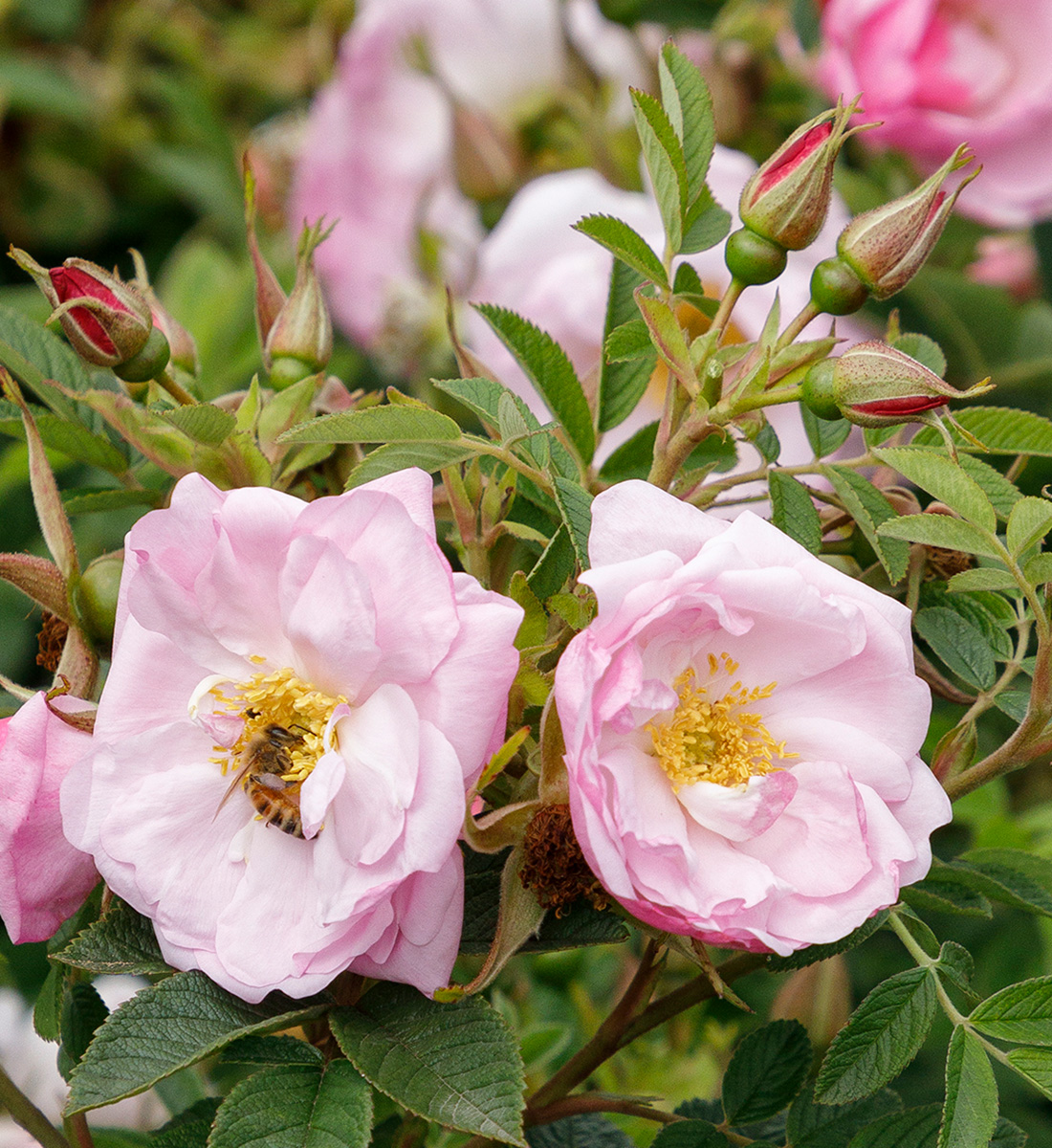 Seaside Swirl Blush rugosa rose