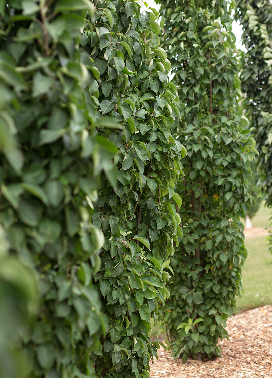 Green Wall Spire crabapple