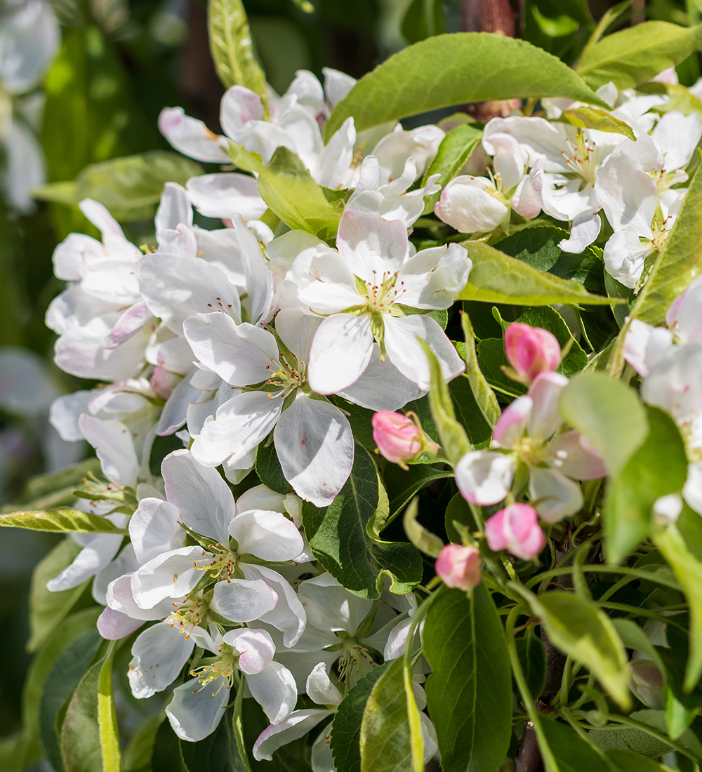 Green Wall Spire crabapple flowers