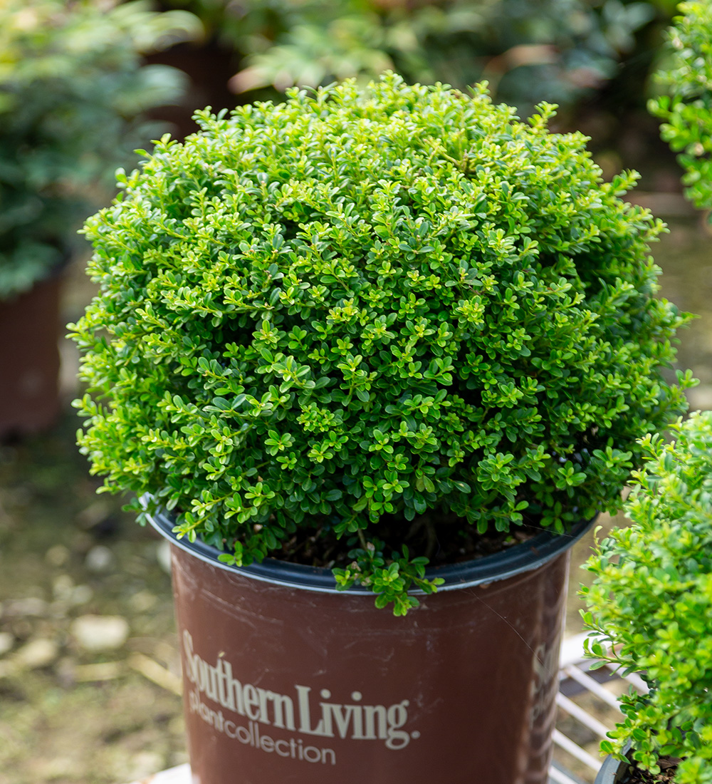 Mini Touch Japanese holly