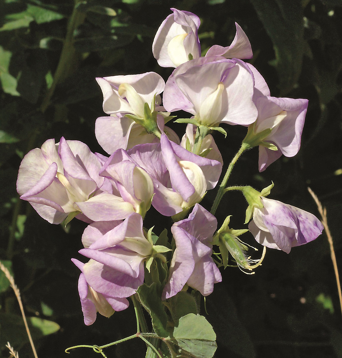 High Scent sweet pea