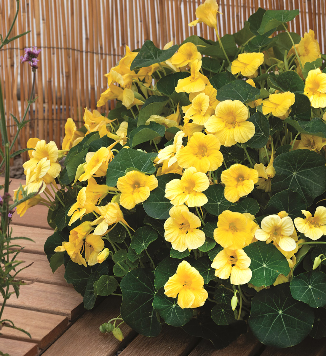 Baby Yellow nasturtium
