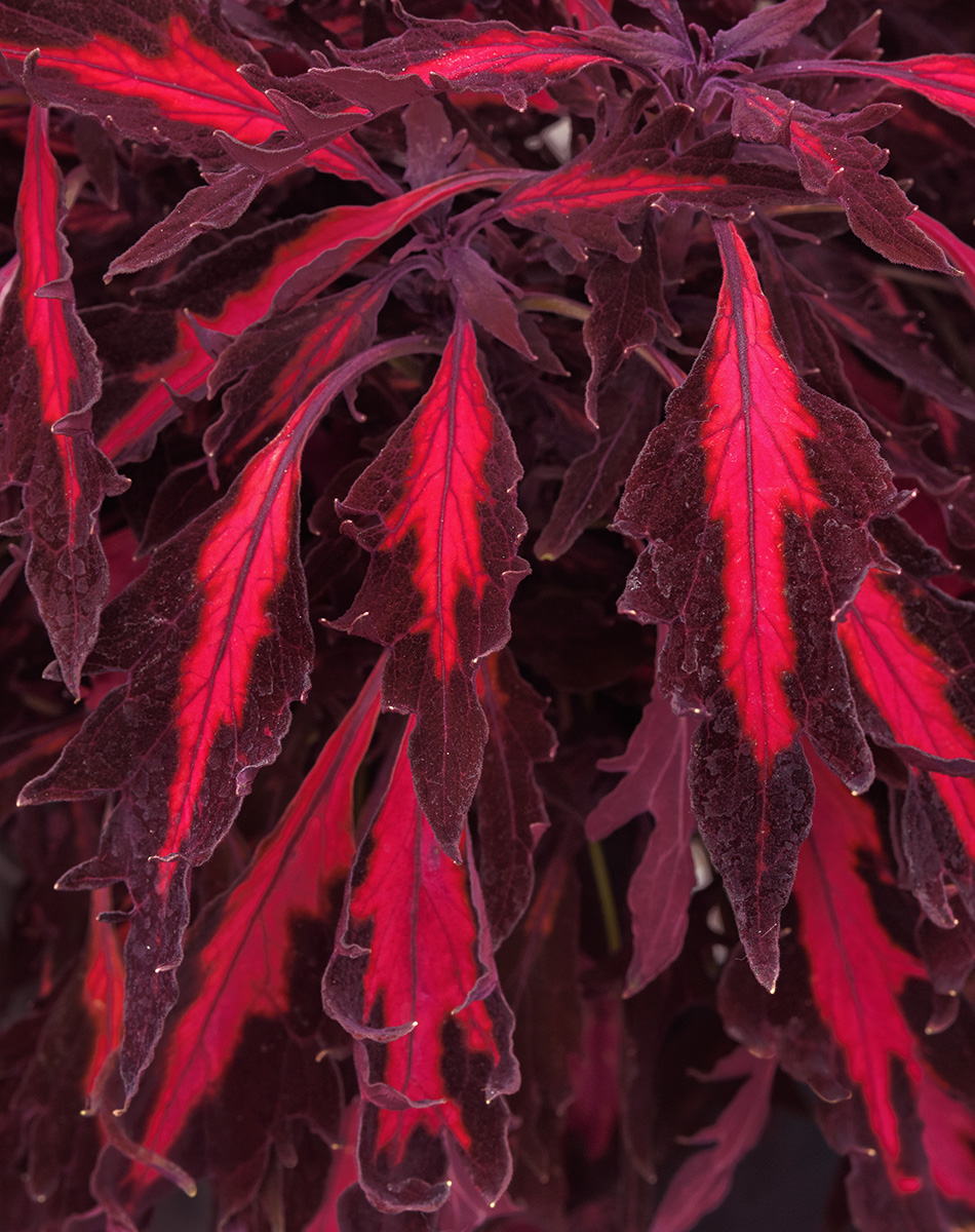 Flamethrower Adobo Pink coleus