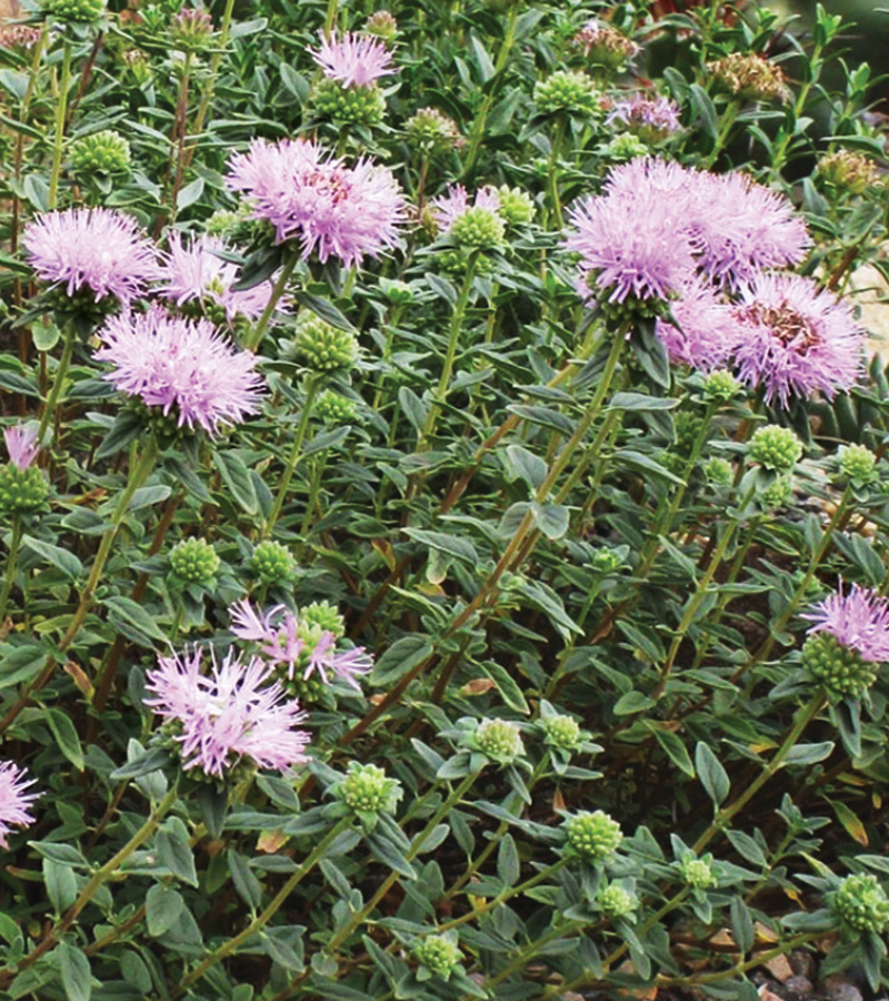 Russian River Coyote Mint