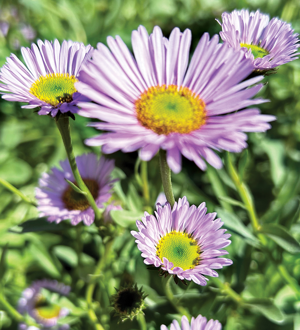 Wayne Roderick Seaside Daisy