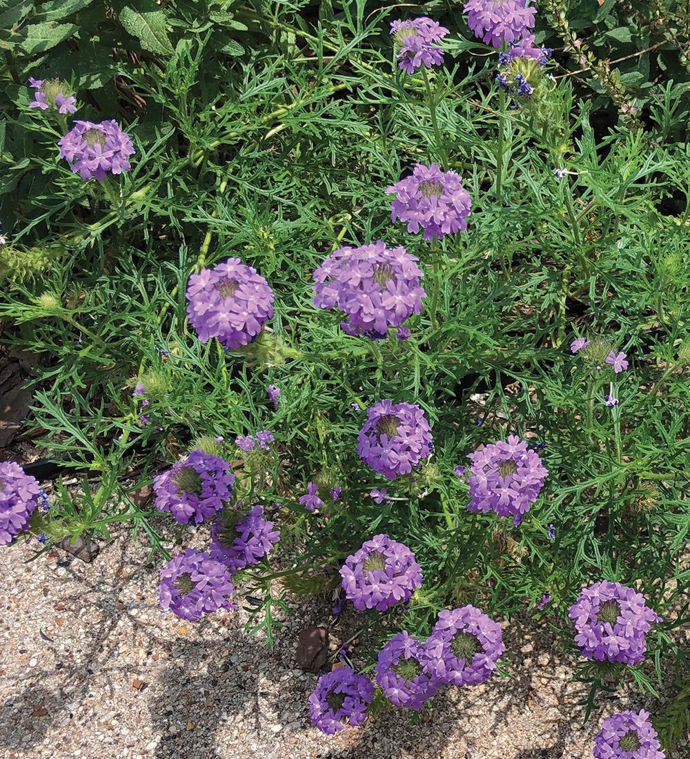 Prairie Verbena