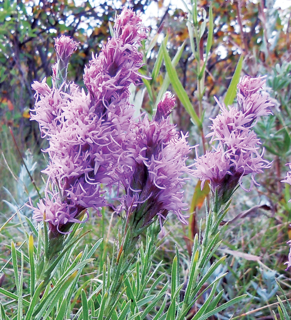 Dotted Blazing Star
