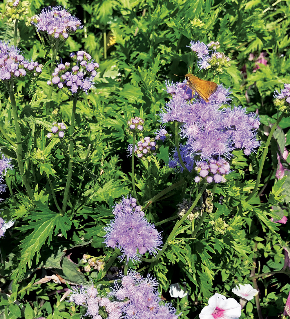 Greggs Blue Mistflower