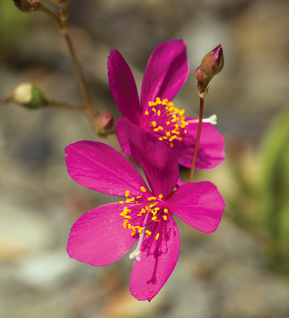 Fameflower