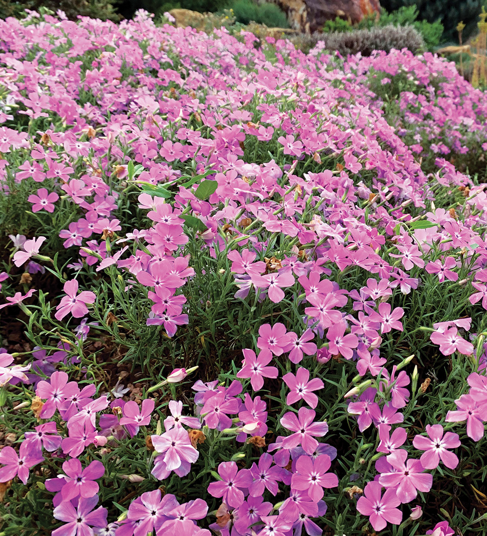 Santa Fe Phlox
