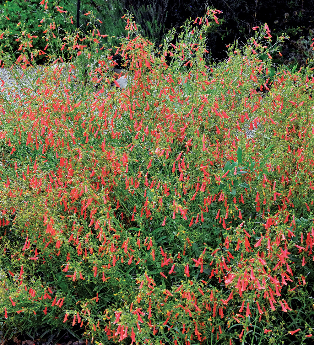 Bridges Penstemon