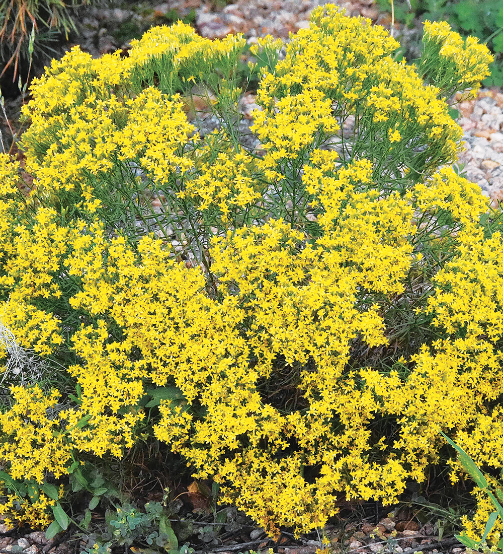 Broom Snakeweed
