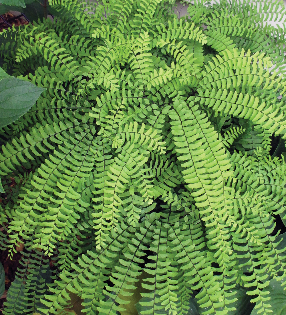 Northern Maidenhair Fern