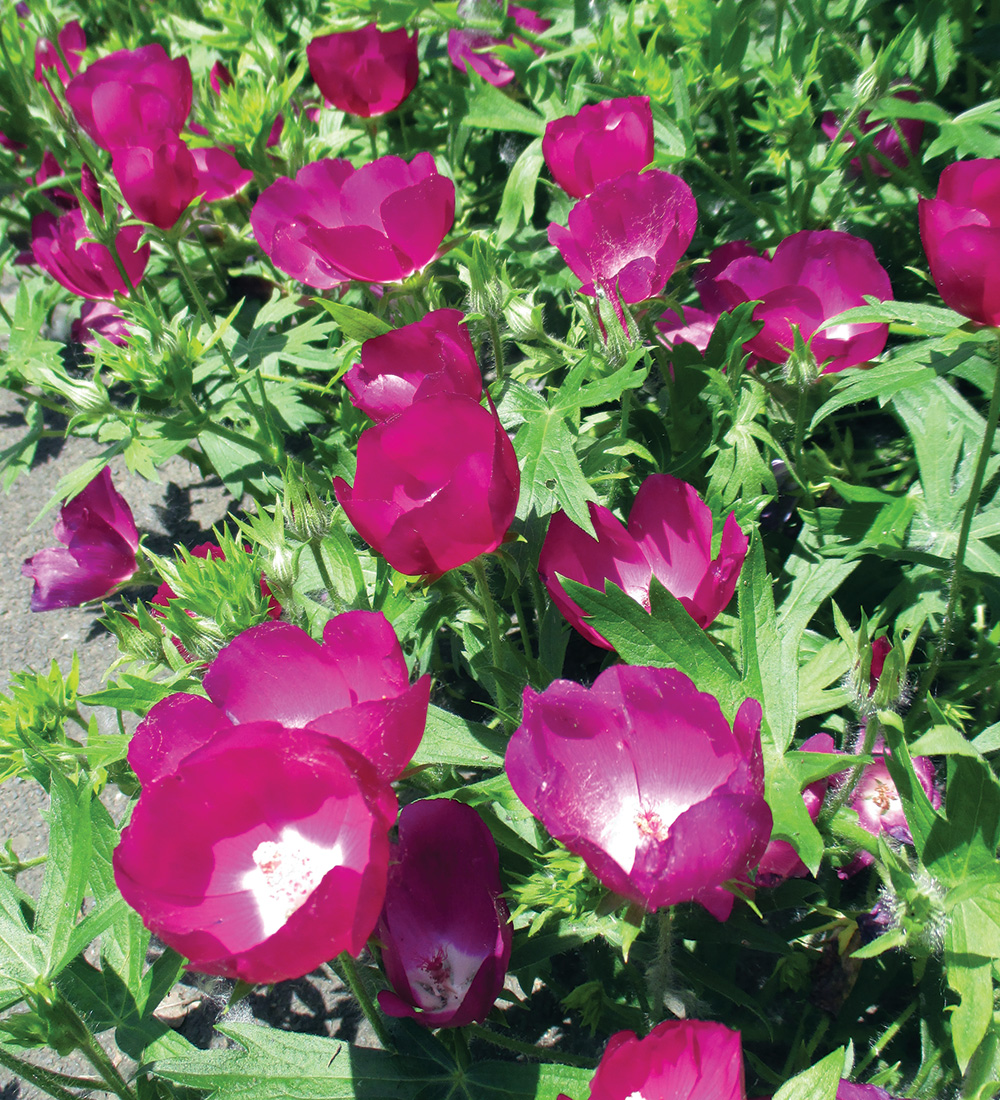 Purple Poppy Mallow