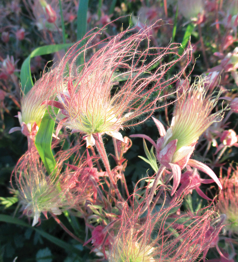 Prairie Smoke