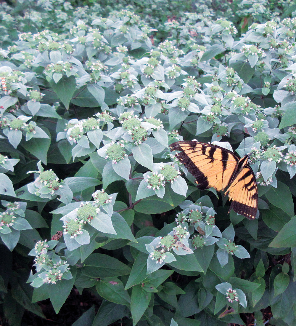 Blunt Mountain Mint