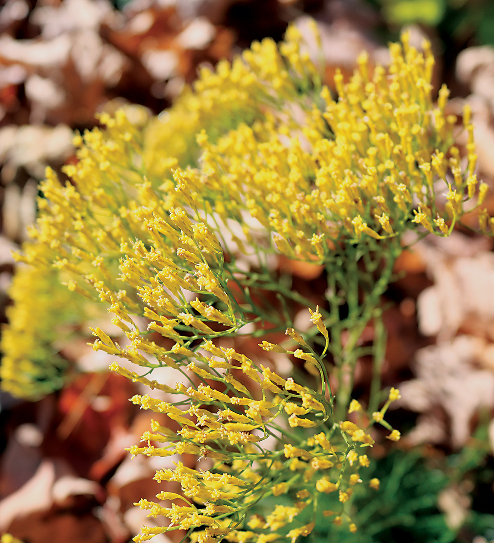 Nuttalls Rayless Goldenrod