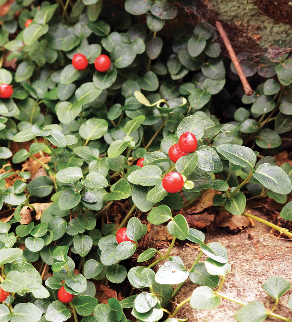 Partridgeberry