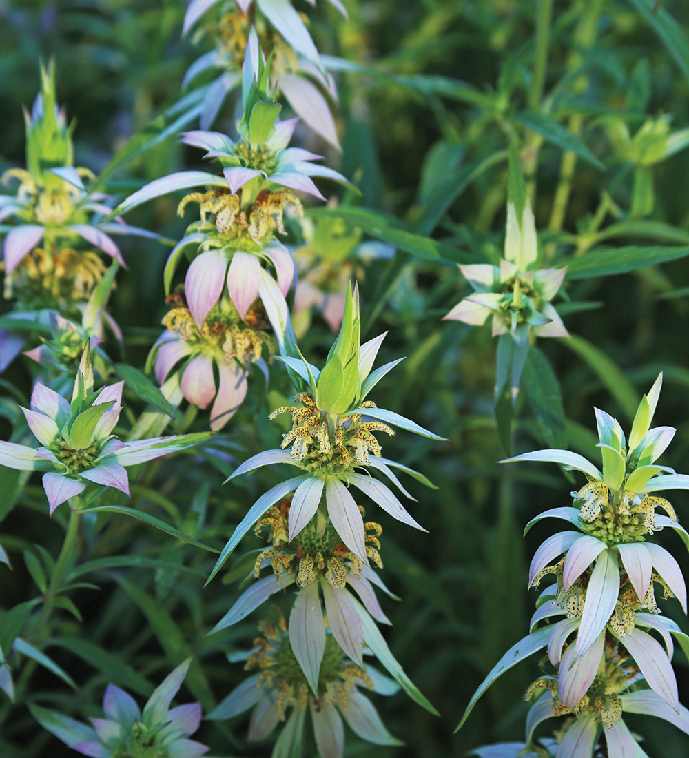Spotted Beebalm