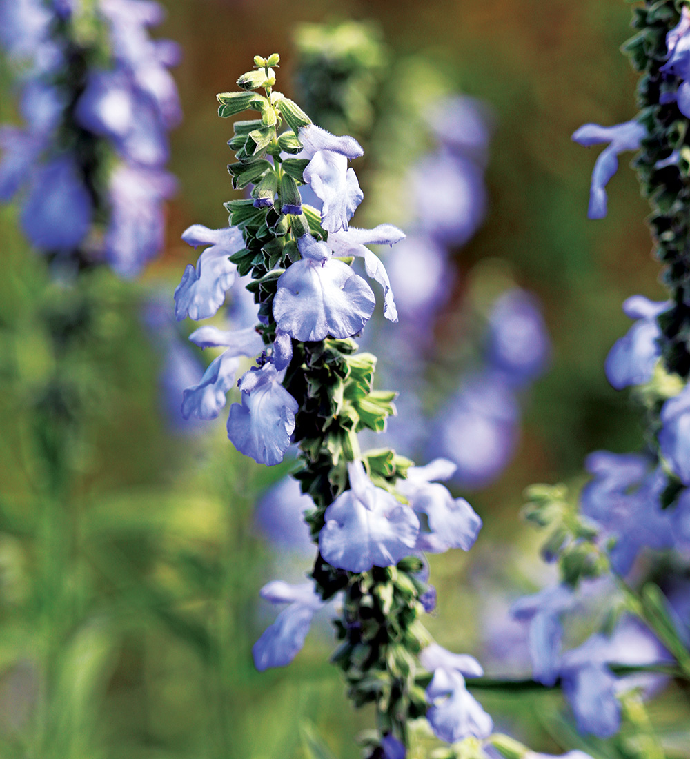 Blue Sage