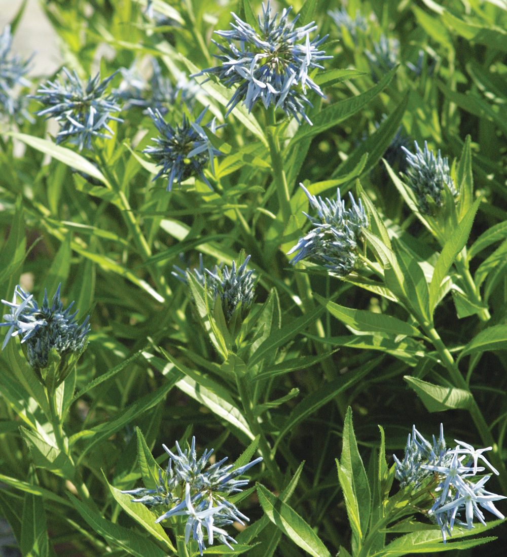 Eastern Bluestar