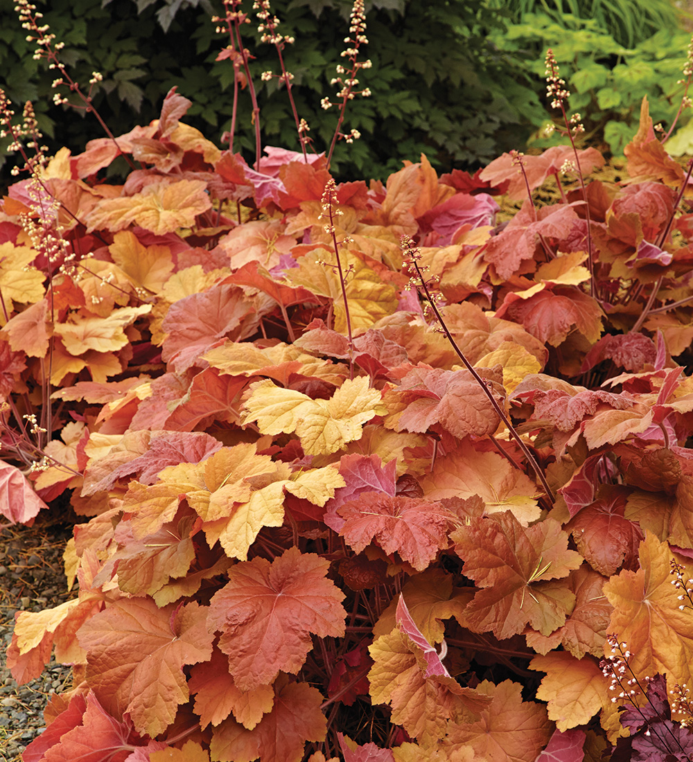 Southern Comfort Heuchera