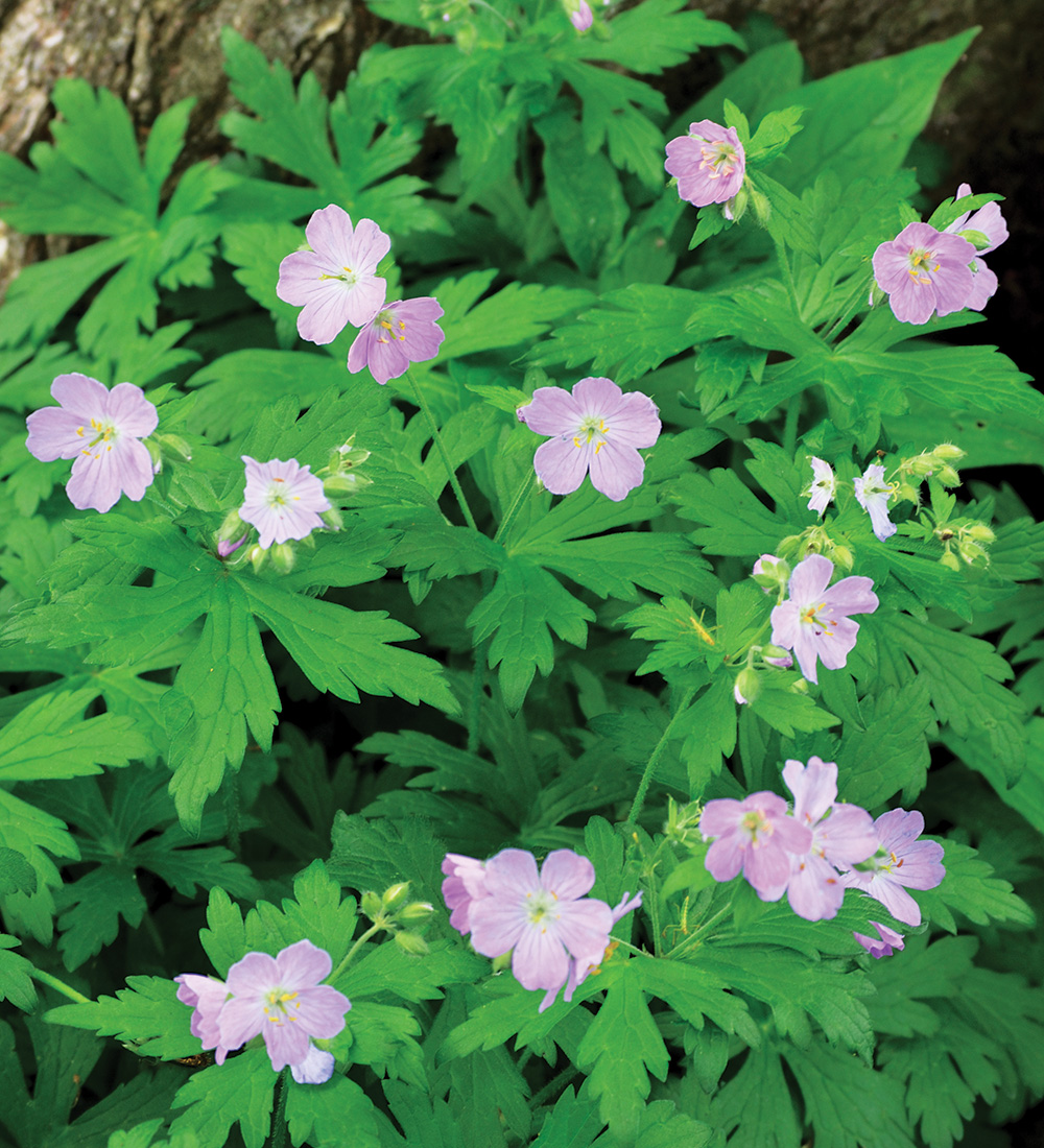 Wild Geranium