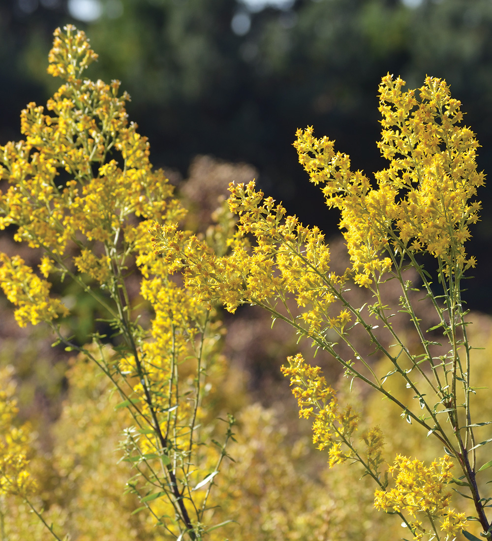 Showy Goldenrod