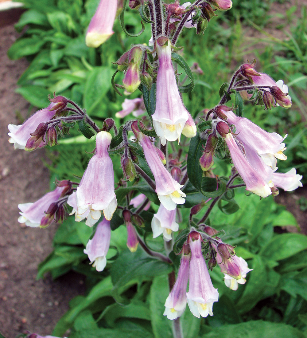 Hairy Penstemon