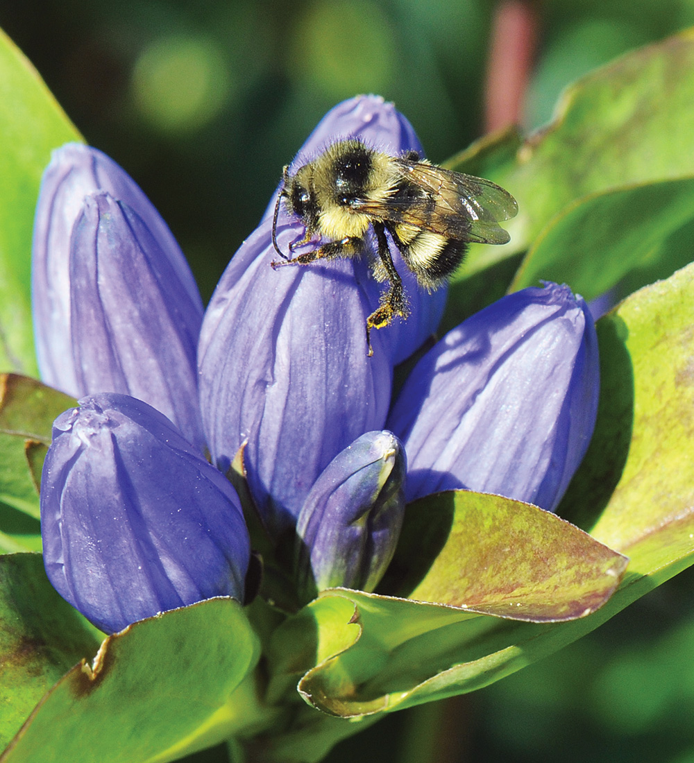 Closed Bottle Gentian