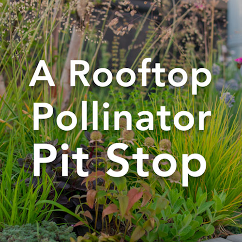 A Rooftop Pollinator Pit Stop