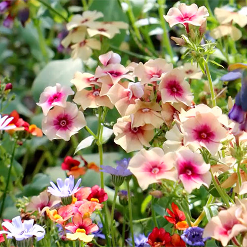 flower-filled garden