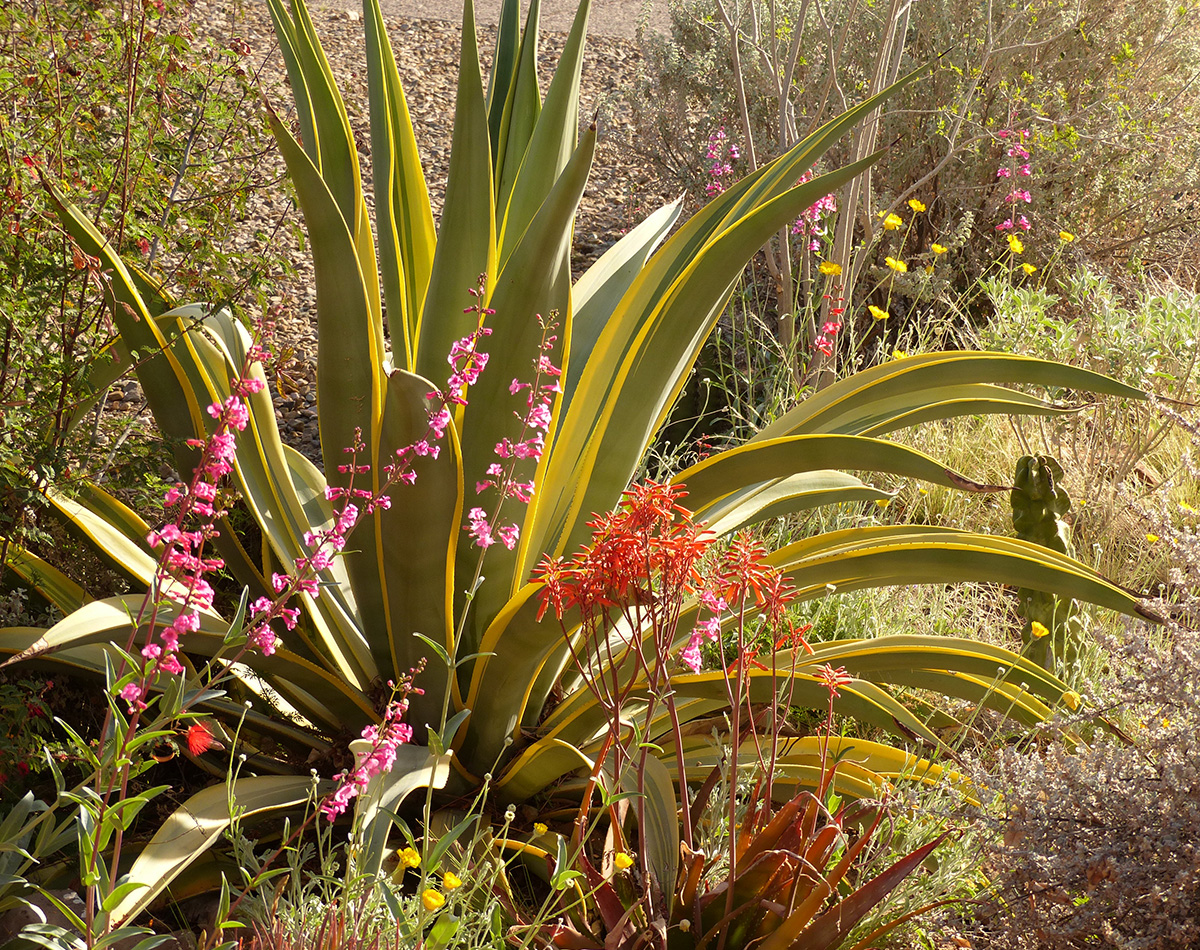 Arizonia Star Weber agave