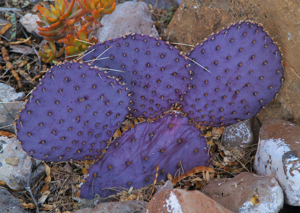 Santa Rita pickly pear