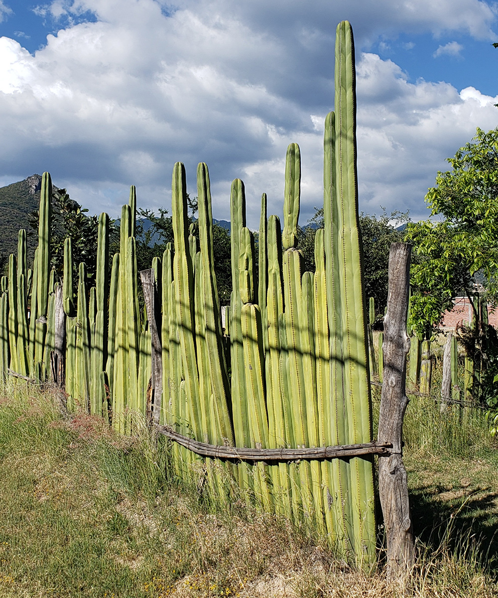 Fencepost cactus