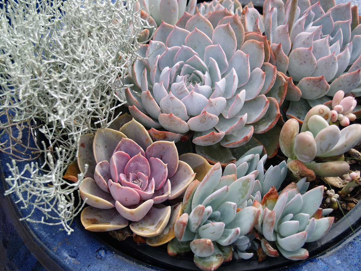 cool toned echeveria
