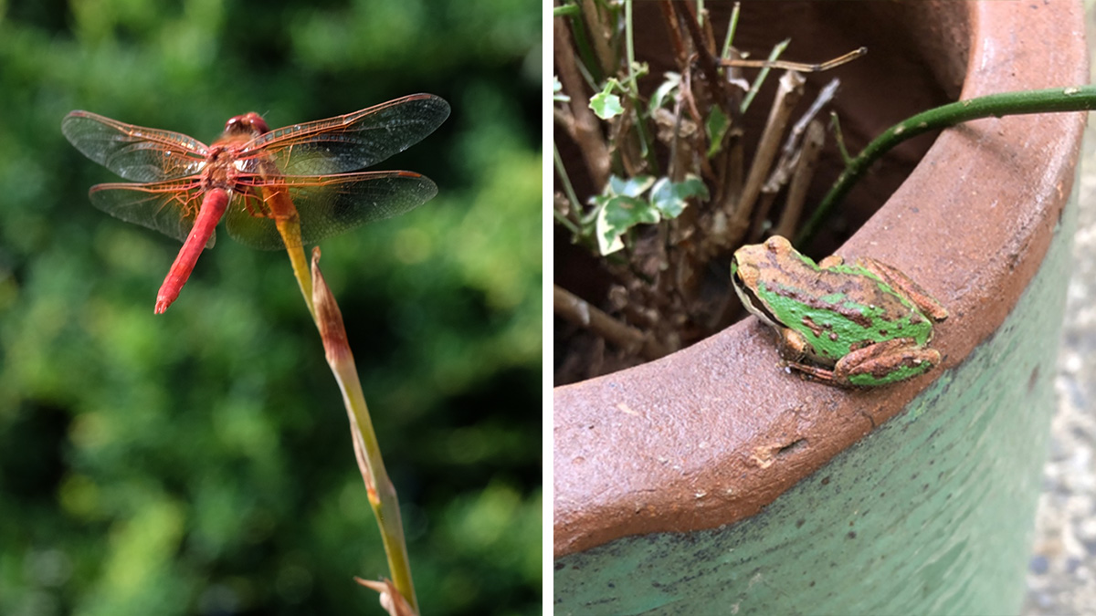 dragonfly and frog