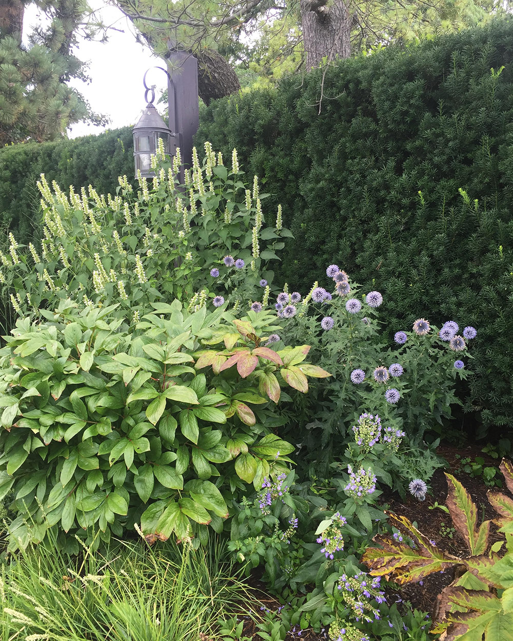 dark foliage hedge behind perennial garden