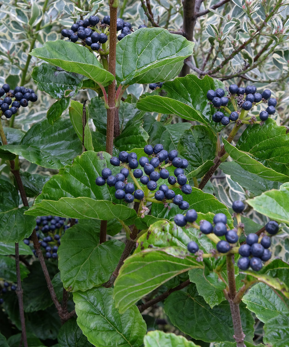 close up of deep blue berries on shrub